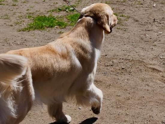 How To Train An Older Dog Not To Bite How To Train An Older Dog Not To Bite
