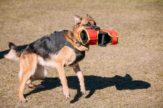 How To Train An Older Dog Obedience Every Day Interests