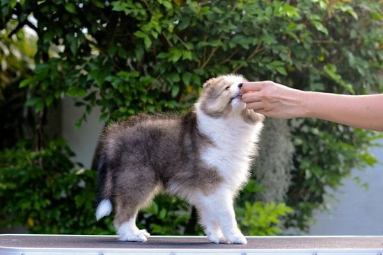 How To Train An Older Dog To Sit