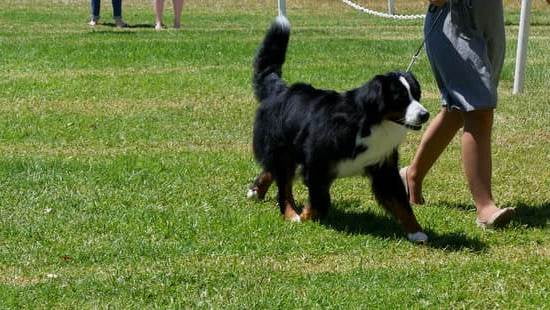 How To Train An Older Dog To Walk On Leash How To Train An Older Dog To Walk On Leash