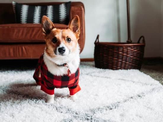 How To Train Dog From Running Out Of House