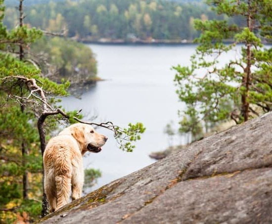 How To Train Dog Not To Bark At Guests