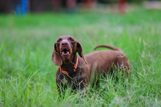 How To Train Dog Not To Pee Inside How To Train Dog Not To Pee Inside