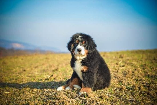 How To Train Dog On Leash Not To Pull