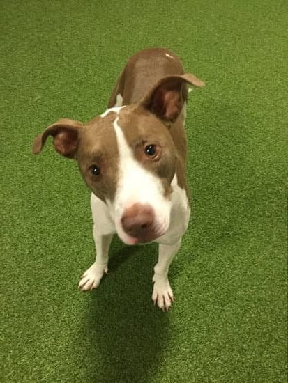 How To Train Dog Pulling On Leash