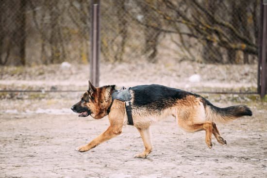 How To Train Dog To Ask To Go Potty How To Train Dog To Ask To Go Potty