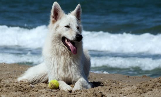 How To Train Dog To Go On Potty Pad 1 How To Train Dog To Go On Potty Pad
