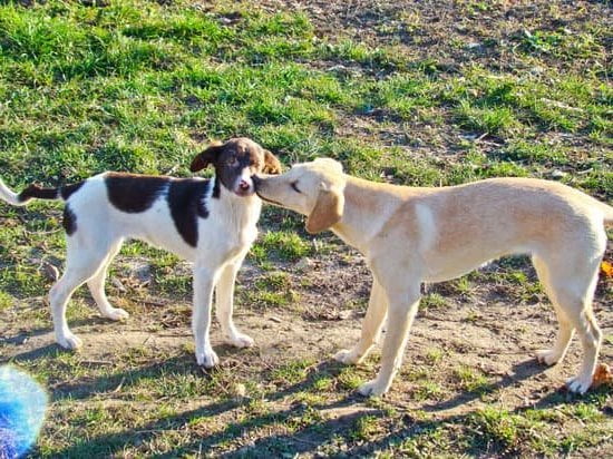 How To Train Dog To Hold Bladder Longer How To Train Dog To Hold Bladder Longer