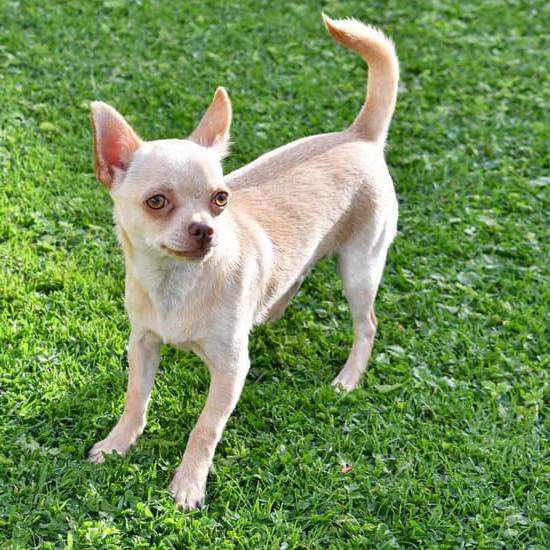 How To Train Dog To Poop On Pad