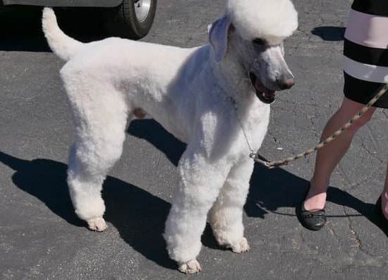 How To Train Dog To Sit Without Treats How To Train Dog To Sit Without Treats