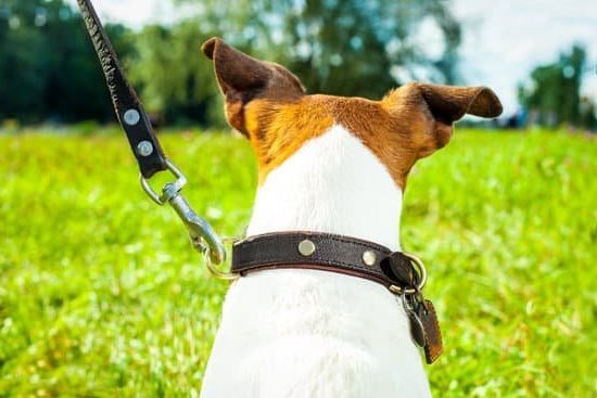How To Train Dog To Stay Home Alone How To Train Dog To Stay Home Alone