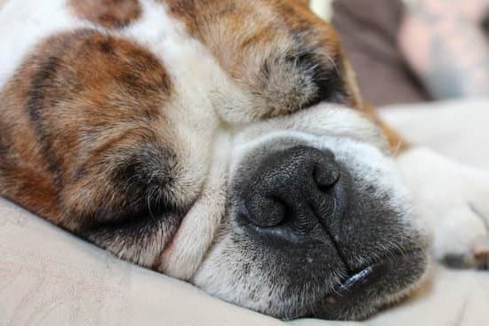 How To Train Dog To Stop Barking When Left Alone How To Train Dog To Stop Barking When Left Alone