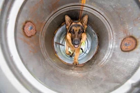 How To Train Dog To Stop Crying How To Train Dog To Stop Crying