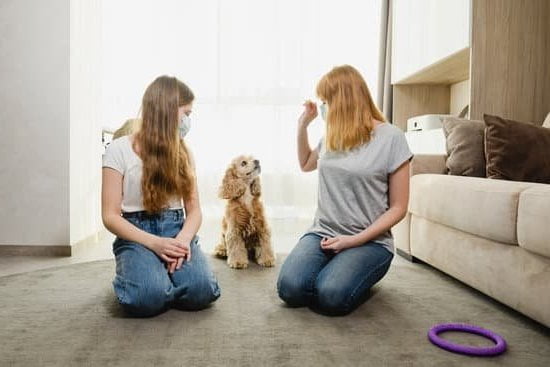How To Train Dog To Stop Peeing On Carpet How To Train Dog To Stop Peeing On Carpet
