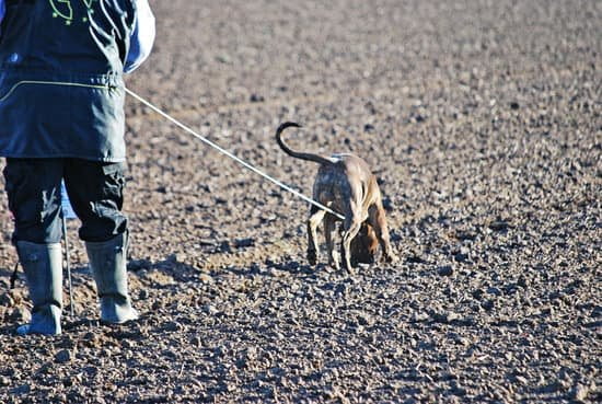 How To Train Dog To Use Grass Pad