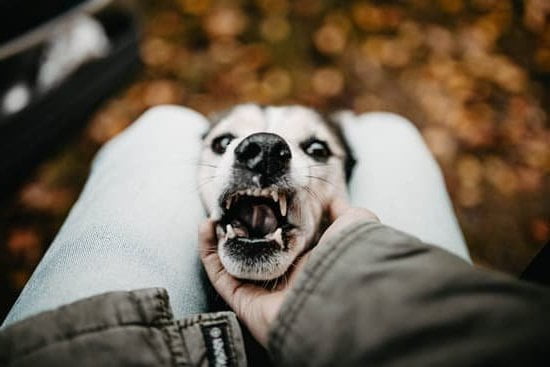 How To Train Dogs To Get Along With Cats 1 How To Train Dogs To Get Along With Cats