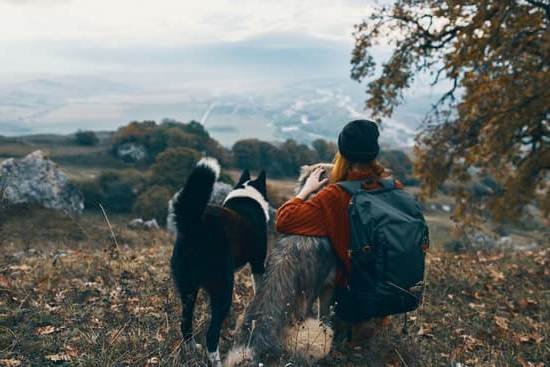 How To Train Dogs To Stop Barking At The Door How To Train Dogs To Stop Barking At The Door