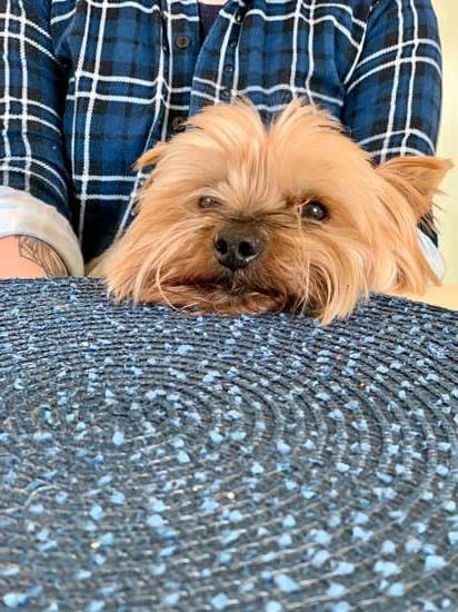 How To Train Food Aggressive Dog How To Train Food Aggressive Dog