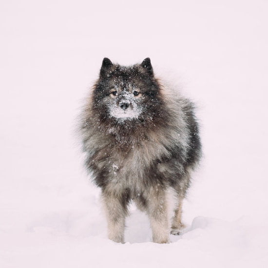 How To Train For Separation Anxiety In Dogs