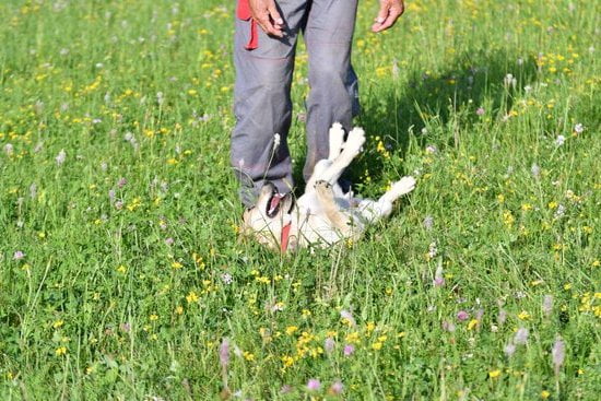How To Train My Dog To Not Bark At Strangers How To Train My Dog To Not Bark At Strangers