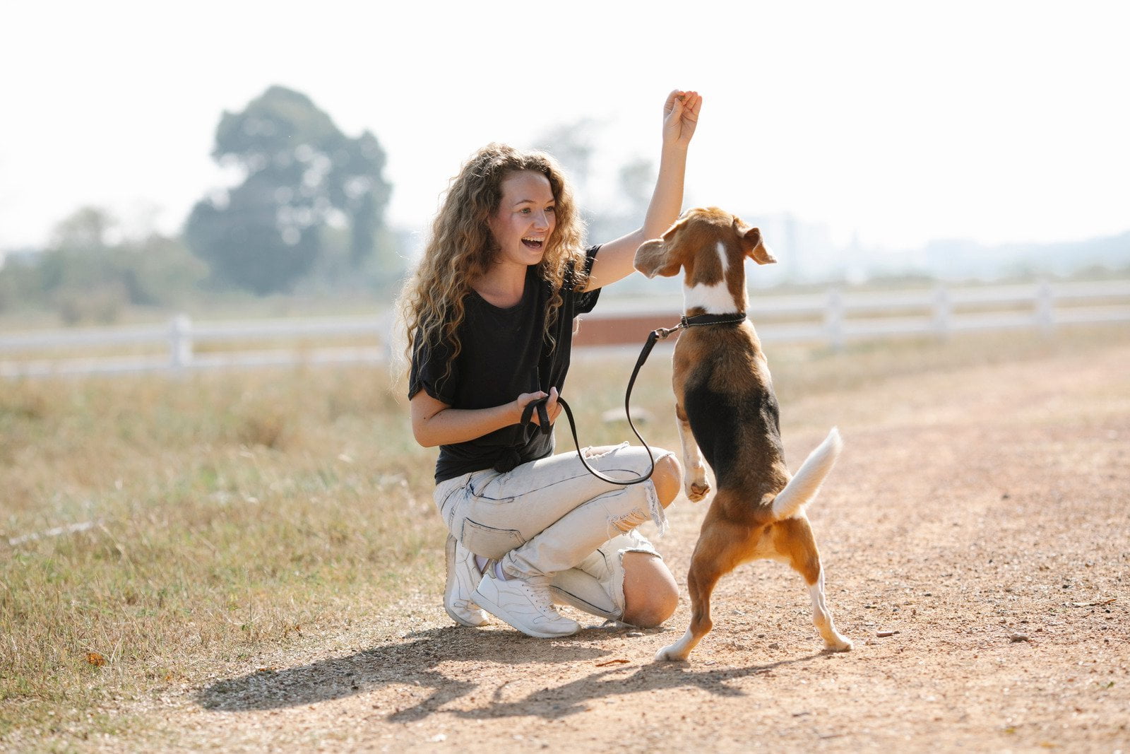 How To Train My Dog To Stop Barking At Strangers How To Train My Dog To Stop Barking At Strangers