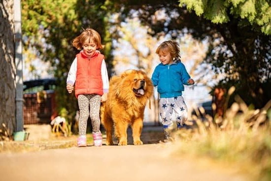 How To Train My Dog To Walk On A Leash How To Train My Dog To Walk On A Leash