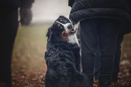 How To Train Older Dogs To Use Pee Pads How To Train Older Dogs To Use Pee Pads