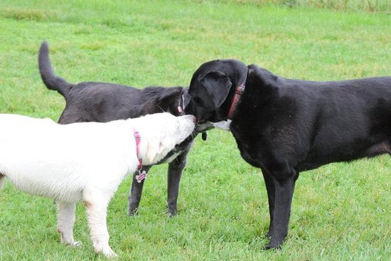 How To Train Out Aggression In Dog