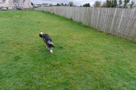 How To Train Potty Train A Dog How To Train Potty Train A Dog