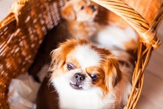 How To Train The Best Dog Ever 1 How To Train The Best Dog Ever