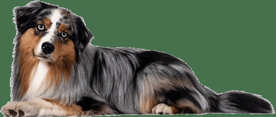 How To Train Your Dog Not To Bark At People How To Train Your Dog Not To Bark At People