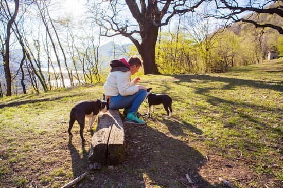 How To Train Your Dog Not To Pee At Night How To Train Your Dog Not To Pee At Night