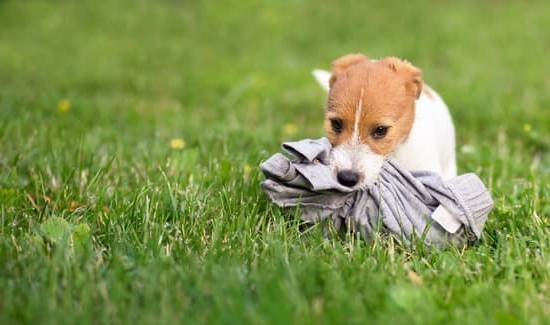 How To Train Your Dog Not To Pee