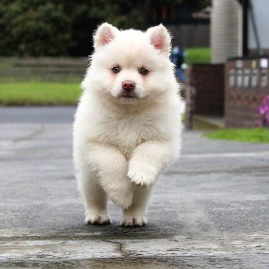 How To Train Your Dog Not To Pull Leash How To Train Your Dog Not To Pull Leash
