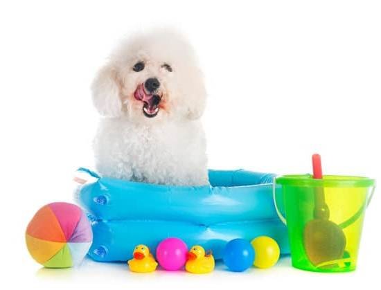 How To Train Your Dog On Pee Pads