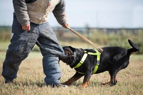 how-to-train-your-dog-to-bark-at-intruders.jpg