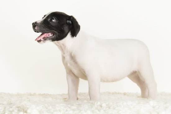 How To Train Your Dog To Go Off Leash