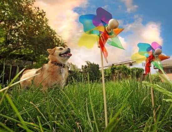 How To Train Your Dog To Pee 1 How To Train Your Dog To Pee