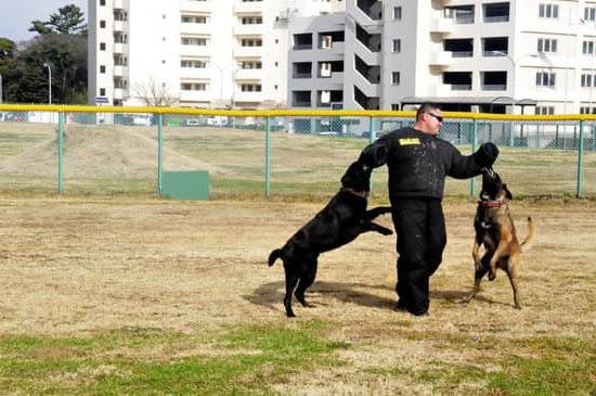 How To Train Your Dog To Poop On The Pad How To Train Your Dog To Poop On The Pad