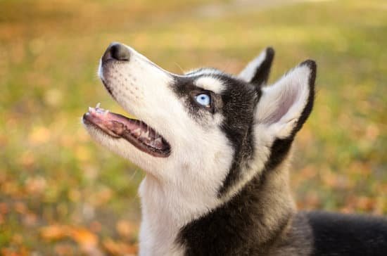 How To Train Your Dog To Ring Bell How To Train Your Dog To Ring Bell