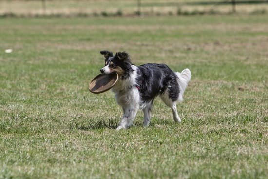 How To Train Your Dog To Stop Barking At Strangers How To Train Your Dog To Stop Barking At Strangers