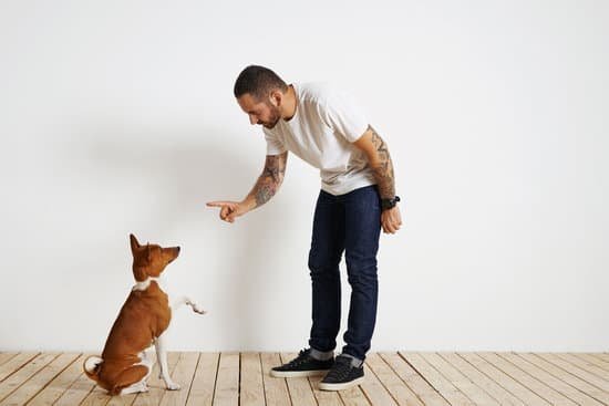 How To Train Your Dog To Stop Barking At Visitors How To Train Your Dog To Stop Barking At Visitors