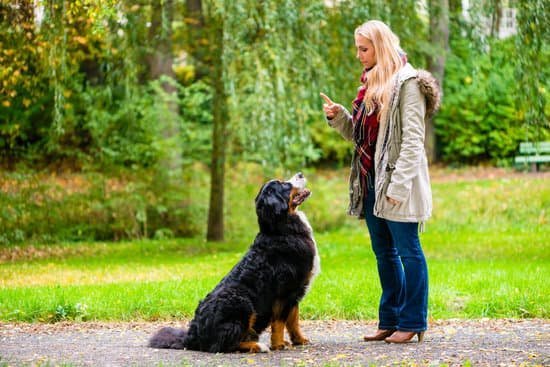 How To Train Your Dog To Stop Barking How To Train Your Dog To Stop Barking