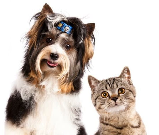 How To Train Your Dog To Stop Biting When Playing How To Train Your Dog To Stop Biting When Playing