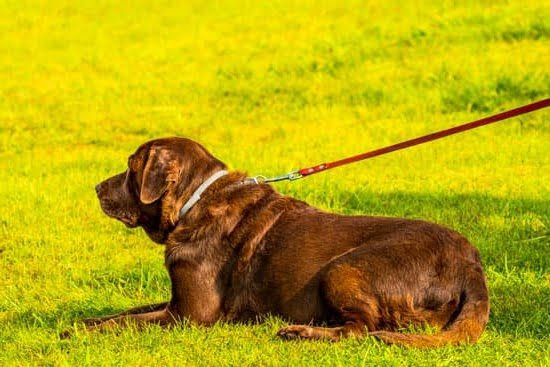 How To Train Your Dog To Stop Chasing Cars How To Train Your Dog To Stop Chasing Cars
