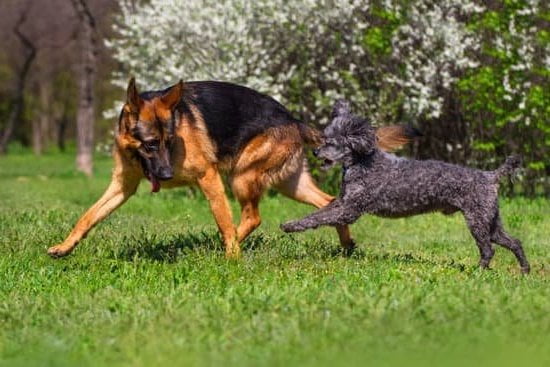 How To Train Your Dog To Stop Lunging 1 How To Train Your Dog To Stop Lunging