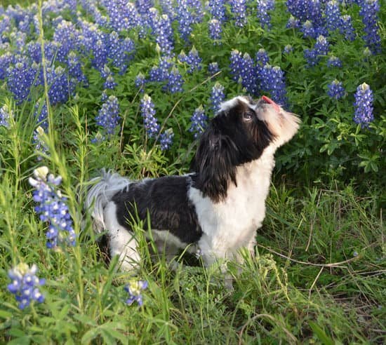 How To Train Your Dog To Use A Litter Box How To Train Your Dog To Use A Litter Box