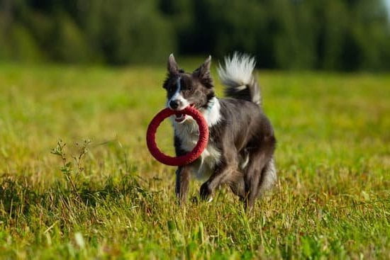 How To Train Your Dog To Use A Puppy Pad How To Train Your Dog To Use A Puppy Pad