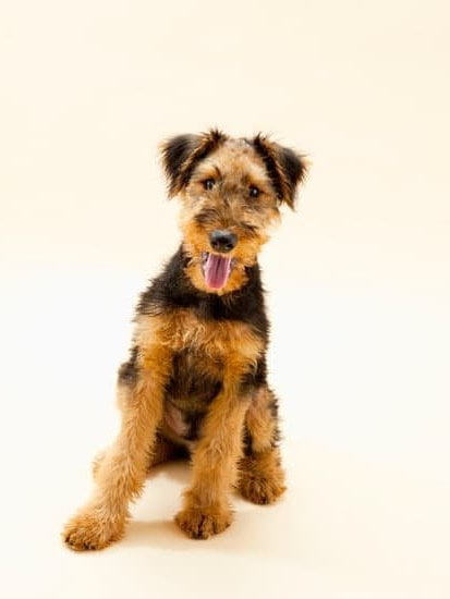 How To Train Your Dog To Use The Bathroom How To Train Your Dog To Use The Bathroom
