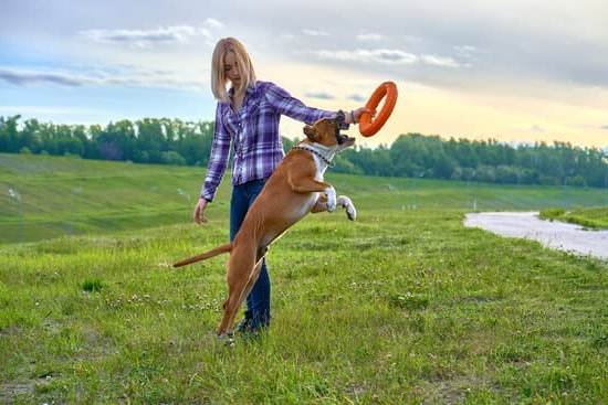 How To Train Your Dog To Use The Dog Door